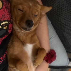 Meet your Posher, Deanne